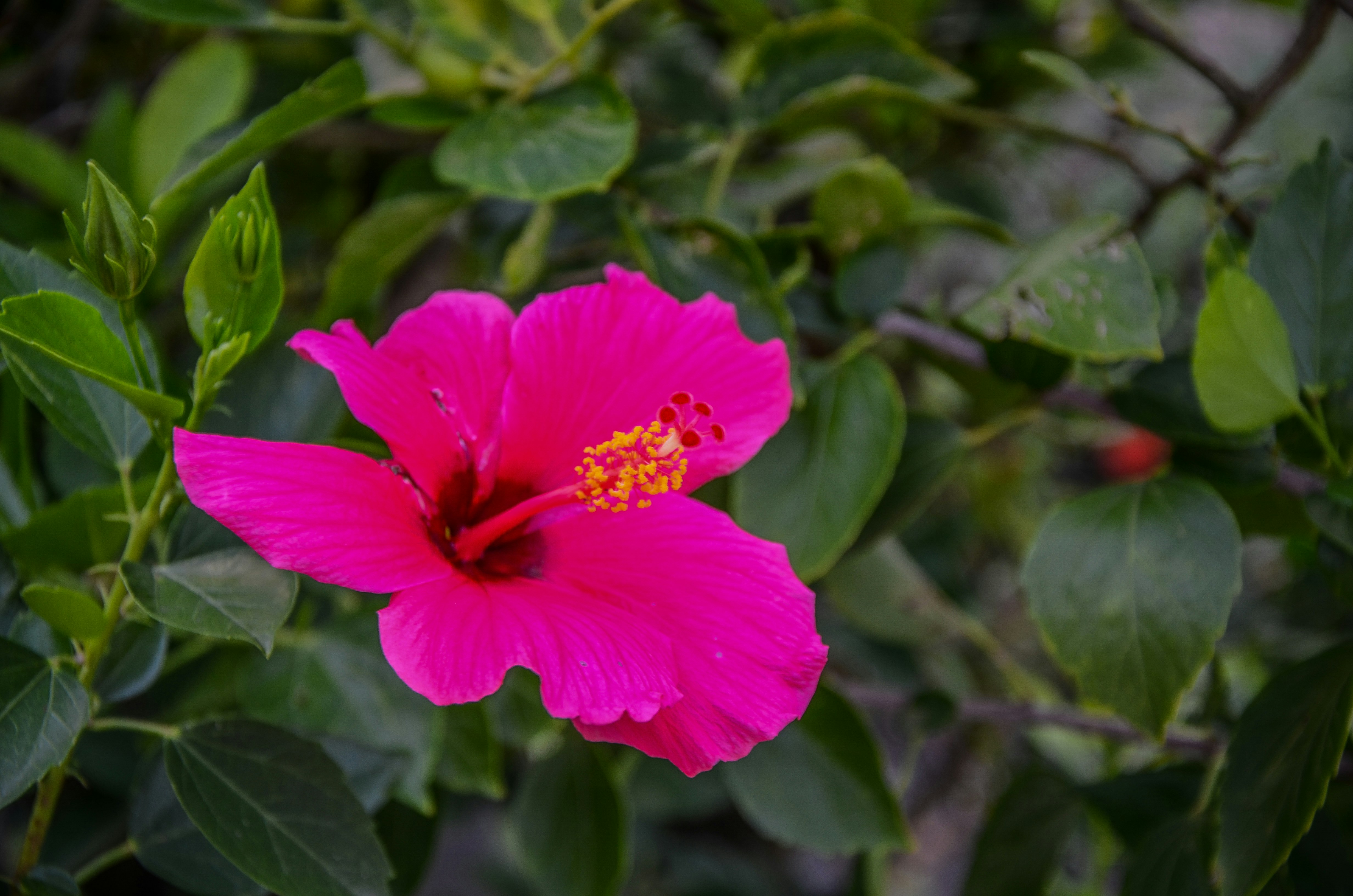 Martinique Flower